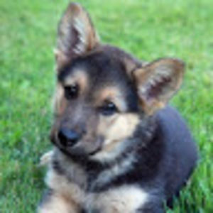 Meet your Posher, Amelia